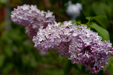 Lilac is the common name of the olive family, which has nearly 20 species, and is very resistant to cold, which is widely used in the decoration of gardens and parks.
