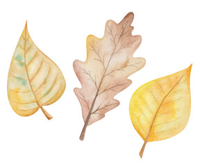 Watercolor illustration hand painted tree oak, cherry leaves in autumn brown, yellow colors isolated on white. Forest foliage clip art elements for fall season fabric textile, design postcards, poster