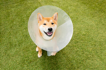 Smile breed Japanese Shiba inu cute dog wearing protective with cone collar on neck after surgery. closeup pet outdoor.