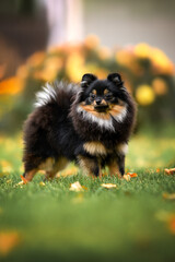 black and tan spitz dog posing outdoors on grass