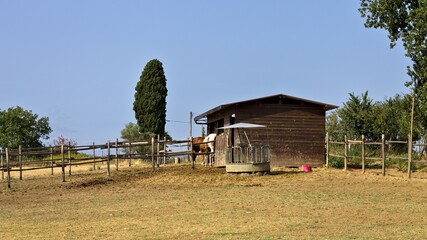 A stable with two horses and a meadow with a fence in the countryside (Tuscany, Italy, Europe) - 462622208
