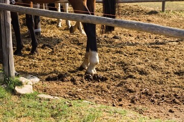 The hoof of a brown and white horse next to the feces on the ground (Tuscany, Italy, Europe) - 462622278
