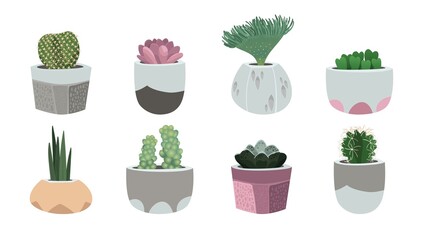 Various succulents and cacti in pots - 462623227