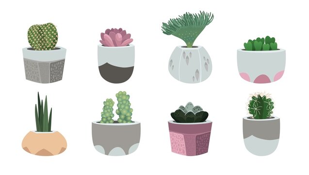 Various succulents and cacti in pots