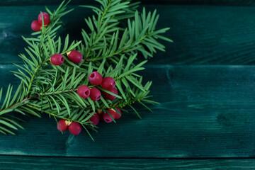 Zielona gałązka z małymi czerwonymi owocami krzewu. - obrazy, fototapety, plakaty