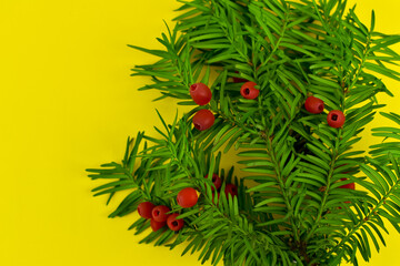 Zielona gałązka z czerwonymi owocami na żółtym tle.