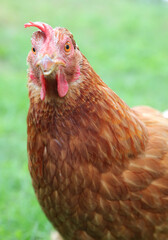 hen ooking at camera