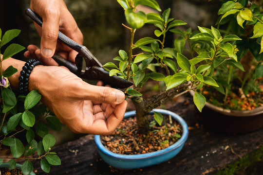 detail of hand to prune bonsai plant in the garden