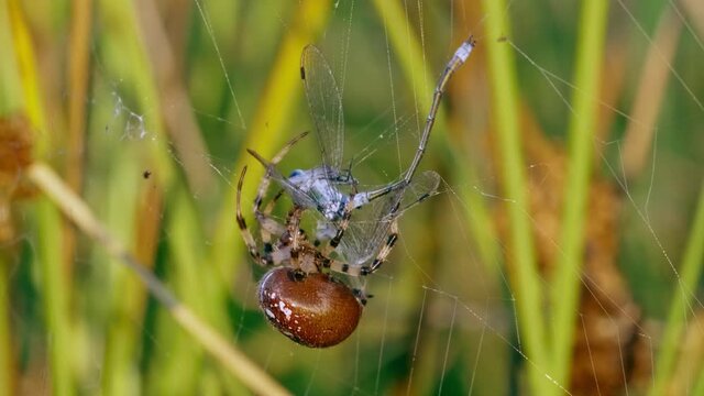 Four spotted orb-weaver spider (Araneus quadratus) with dragonfly prey in web