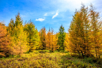 Fototapeta na wymiar Beautiful colorful autumn forest.Autumn tree and leaves.