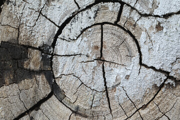 A close-up of weathered and breaking wood