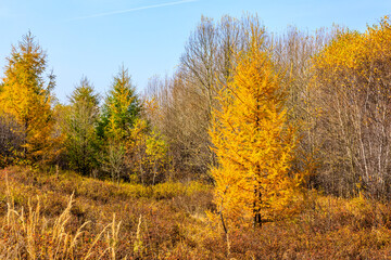Beautiful colorful autumn forest.Autumn tree and leaves.