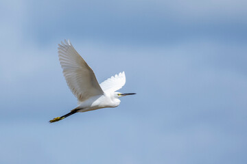 Fototapeta na wymiar Image of Heron, Bittern or Egret flying on sky. White Bird. Animal.