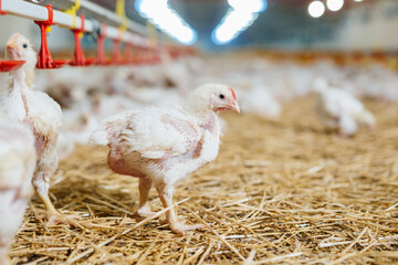 poultry feeding in chicken farm - obrazy, fototapety, plakaty
