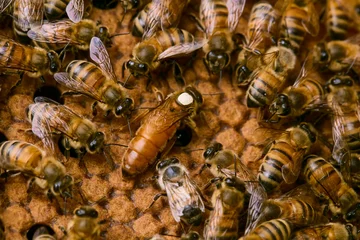 Zelfklevend Fotobehang queen bee with bees in the honeycomb with honey © Massimo Gennari