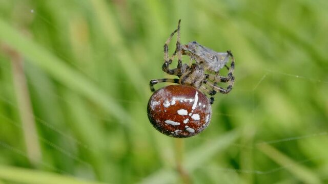 Four spotted orb-weaver spider (Araneus quadratus) with scorpionfly prey in web