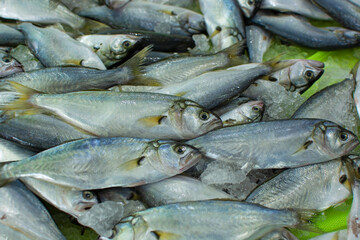 Basin of Bluefish (Pomatomus saltatrix) for sale at a Turkish market.