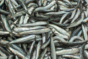 Fototapeta premium anchovies just caught, close up.
