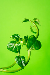 vibrant green vine plant on green background, taken in shallow depth of field