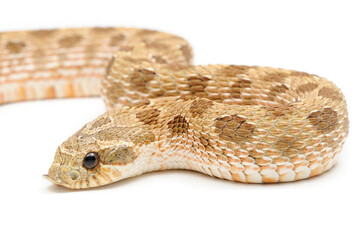 Western hognose snake (Heterodon nasicus) on a white background