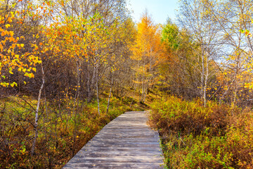 Fototapeta na wymiar Boardwalk through the autumn forest.Beautiful colorful autumn forest.