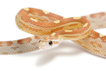 Obraz premium Corn snake (Pantherophis guttatus) on a white background