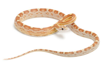 Corn snake (Pantherophis guttatus) on a white background