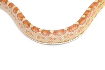 Corn snake (Pantherophis guttatus) on a white background