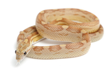 Corn snake (Pantherophis guttatus) on a white background