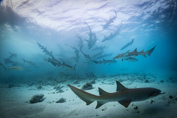Grey nurse sharks - Maldives