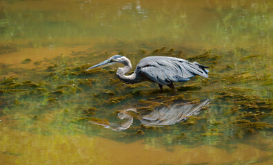 Great Blue Heron fishing in pond at Roswell Riverwalk in Roswell Georgia.