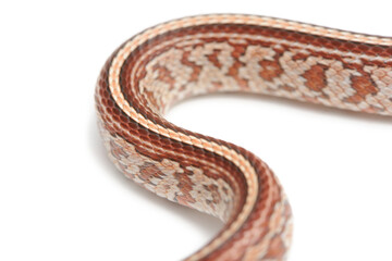 Corn snake (Pantherophis guttatus) on a white background