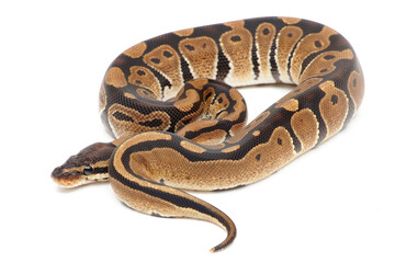 Obraz premium Ball python (Python regius) on a white background