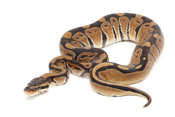 Ball python (Python regius) on a white background