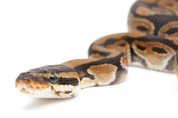 Ball python (Python regius) on a white background