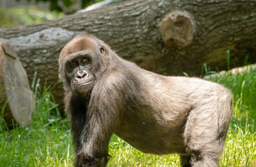 Lowland Gorilla family members foraging for food at a  zoo in Georgia.