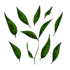 Hand drawn leaves set. Color illustration in sketch style.