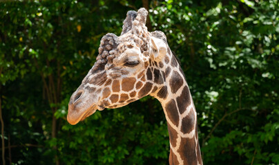 Male Reticulated Giraffe grazing at a zoo in Georgia.