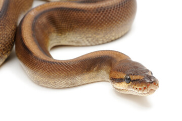 Ball python (Python regius) on a white background