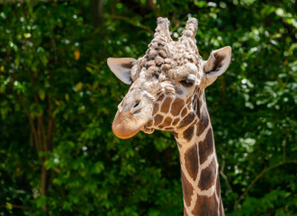 Male Reticulated Giraffe grazing at a zoo in Georgia.