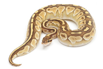 Ball python (Python regius) on a white background