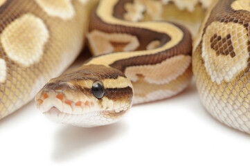 Ball python (Python regius) on a white background