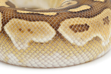 Obraz premium Ball python (Python regius) on a white background