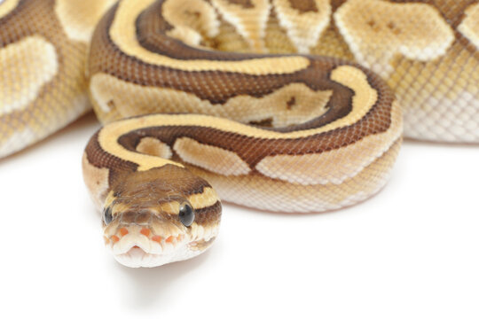 Ball python (Python regius) on a white background
