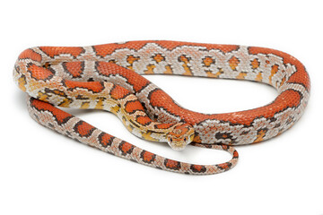 Corn snake (Pantherophis guttatus) on a white background