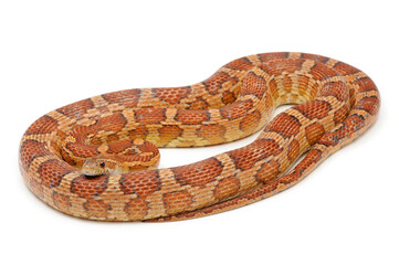Corn snake (Pantherophis guttatus) on a white background