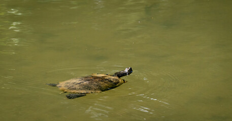 Common Snapping Turtle swimming in pond at Roswell Riverwalk in Roswell Georgia.