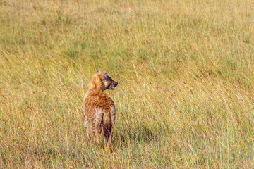 Spotted hyena standing in the grass at the savanna