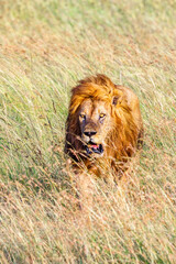 Beautiful male Lion walking in the grass savanna