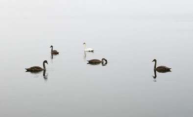 Swan with young ones on a foggy morning